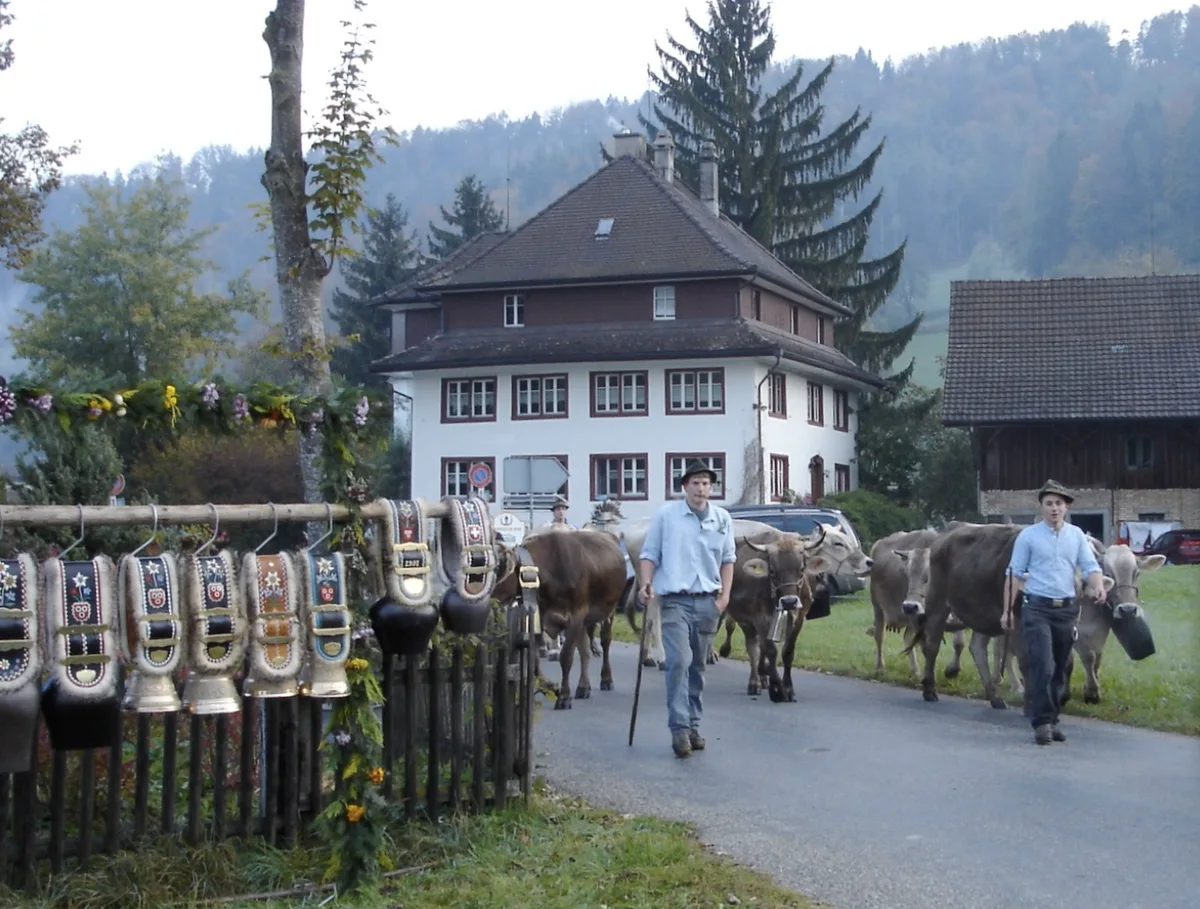 Viehschau beim Schlössli Tablat